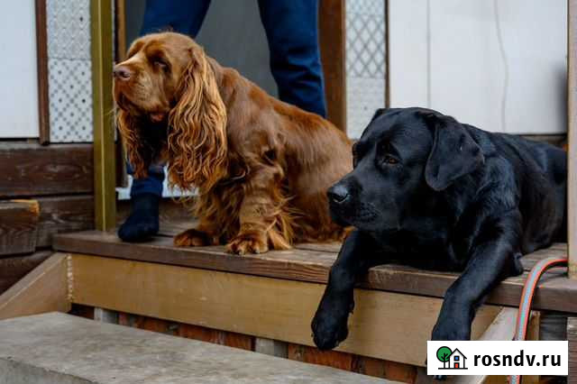 Передержка собак Старый Оскол - изображение 1