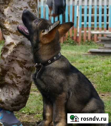 Дрессировка собак Иркутск - изображение 1