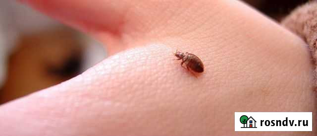 Сэс травля тараканов клопов Новомосковск - изображение 1