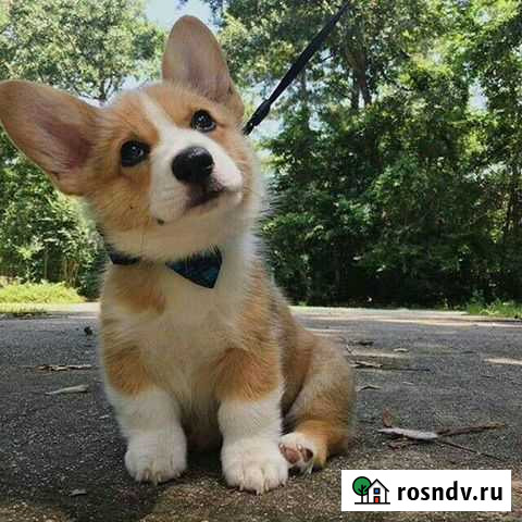 Работа выгул собак/кошек Тельмана - изображение 1