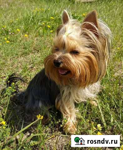 Вязка йоркширский терьер Брянск - изображение 1