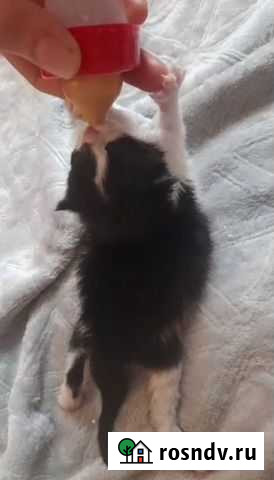 Вскормлю котят Сертолово - изображение 1