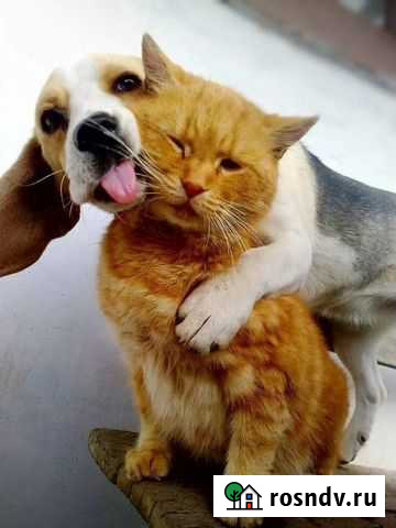 Присмотр за животными Качканар - изображение 1