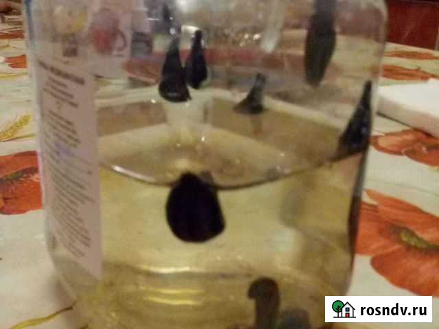 Доставка медицинских пиявок Касимов - изображение 1