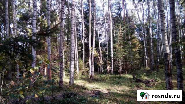 Продам лес на корню на участке с/х назн. 30 Га Шуя - изображение 1