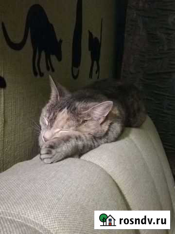 Передержка и выгул домашних животных Москва - изображение 1