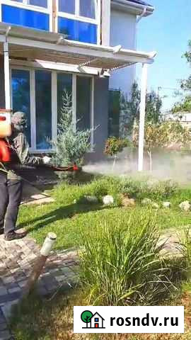 Уничтожение Тараканов, Клопов, Муравьев,Крыс,Мышей Севастополь - изображение 1