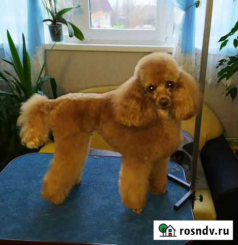 Груминг Коммунар - изображение 1