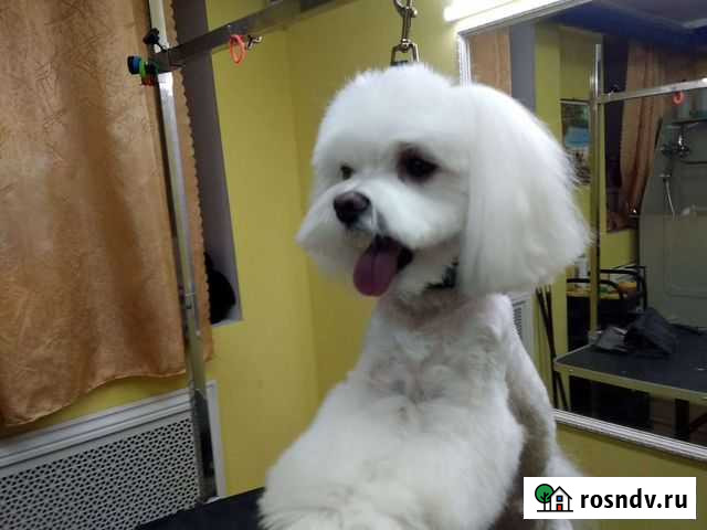 Стрижка собак Отрадное - изображение 1