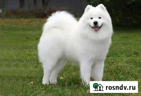 Приму в дар собачий пух Красноярск - изображение 1