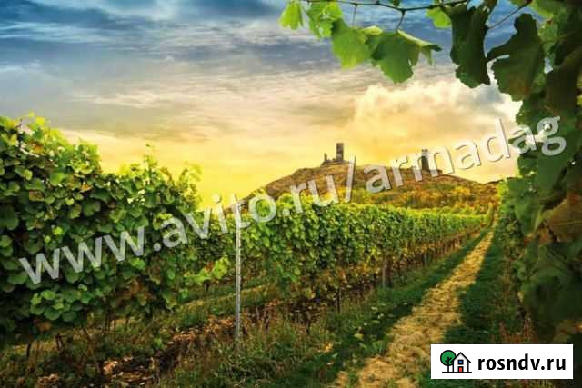 Шпалерные столбы для винограда Керчь - изображение 1