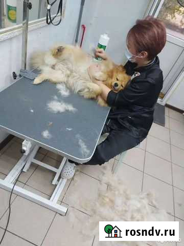 Стрижка кошек и собак Курган - изображение 1