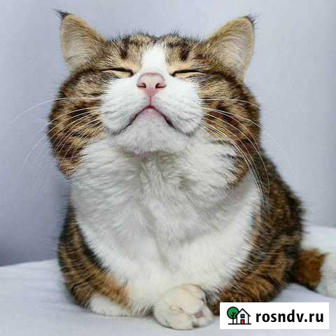 Кастрация котов Муром - изображение 1