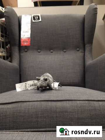 Zoo and Taxi baby Закрываю спб Санкт-Петербург - изображение 1