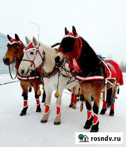 Русская тройка Новосибирск - изображение 1