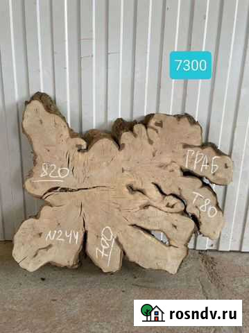 Спил корня граба Пушкино - изображение 1