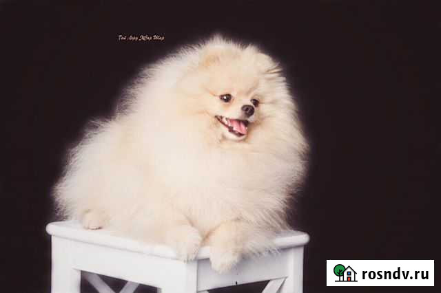 Чемпион Российской Кинологической Федерации. Вязка Санкт-Петербург - изображение 1