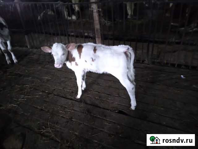 Ферма С животными и техникой Краснокамск - изображение 1