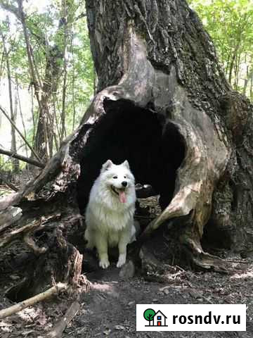 Фотосессия с самоедом Омск - изображение 1