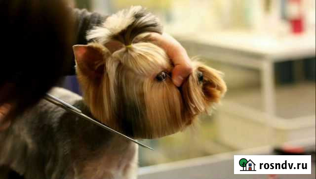 Стрижка собак Великие Луки - изображение 1