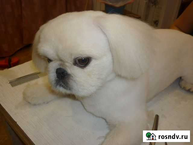 Груминг собак и кошек Пенза - изображение 1