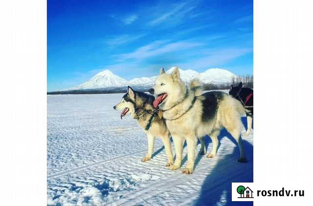 Отдых на Камчатке Петропавловск-Камчатский - изображение 1