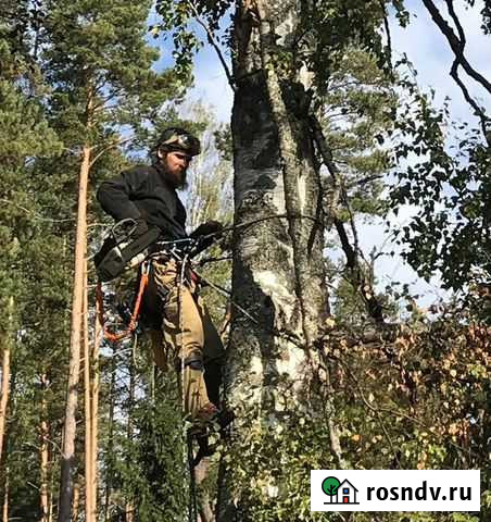 Спил и валка аварийных деревьев (надежный частник) Майкоп - изображение 1