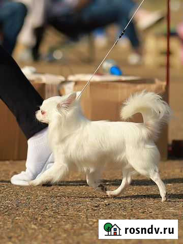 Вязка Чихуахуа кобель Ростов-на-Дону - изображение 1