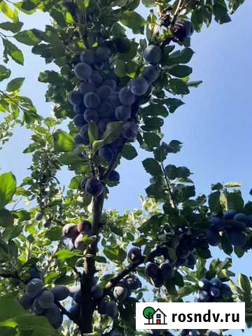 Обрезка Грозный - изображение 1