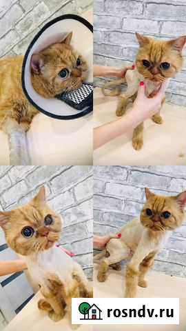 Стрижка собак и кошек Ульяновск - изображение 1