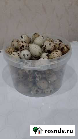Яйца перепелиные домашние Тюмень - изображение 1