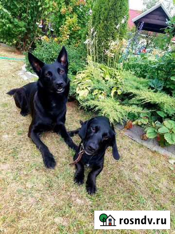 Передержка, зоогостиница для кошек, собак, птиц и Москва - изображение 1