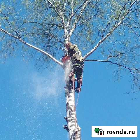 Спил деревьев, вырубка, валка, обрезка деревьев Череповец - изображение 1