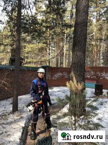 Спил деревьев в Иркутске Иркутск - изображение 1