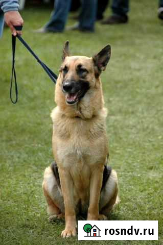 Дрессировка собак. Кинолог Курск - изображение 1