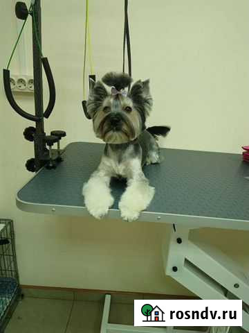 Стрижка собак и кошек Краснодар - изображение 1