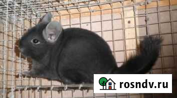 Шиншиллы для создания бизнеса Москва - изображение 1