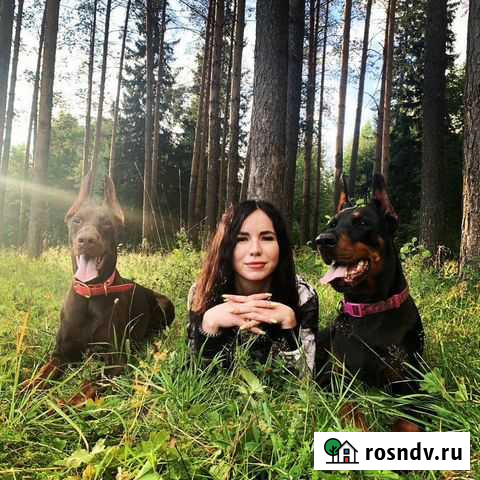 Фотосессия с доберманом Пермь - изображение 1