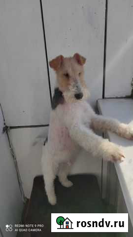 Жесткошерстный фокстерьер. Случка Комсомольск-на-Амуре - изображение 1