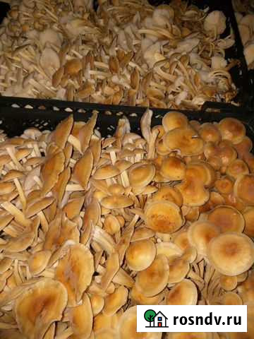 Доставка опенка культивированного в Майкоп Майкоп - изображение 1