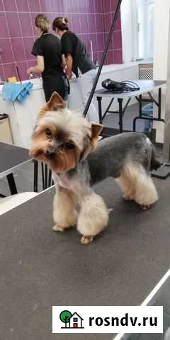 Груминг, стрижка собак Тверь - изображение 1
