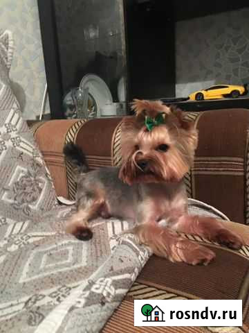 Кобель для вязки Нижний Тагил - изображение 1