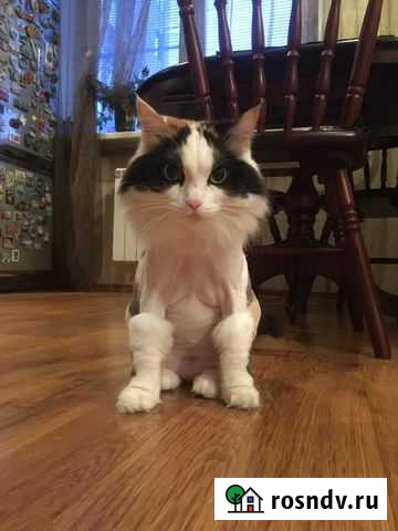 Стрижка Кошек с выездом на дом Красноярск - изображение 1