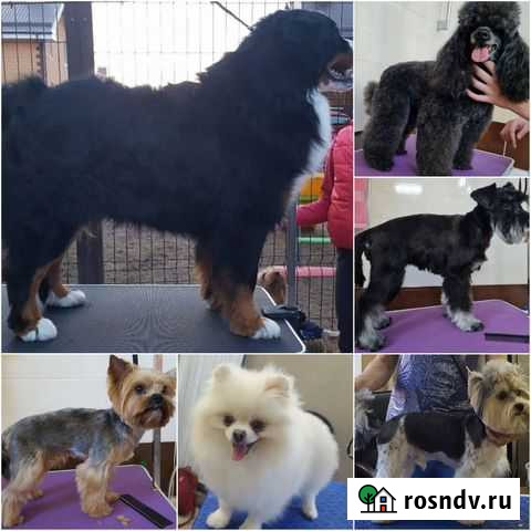 Груминг собак Нижний Новгород - изображение 1