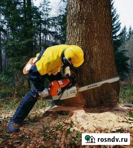 Спил дерева Чебоксары - изображение 1