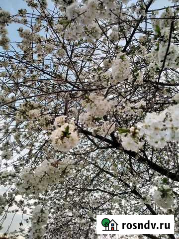 Присмотрю за домом Хумалаг - изображение 1