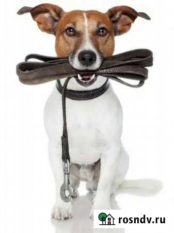 Выгул собак Мегион - изображение 1