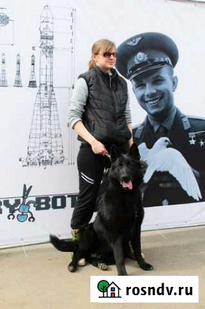 Выгул собак. Уход за животными. уход за кошками Королев - изображение 1