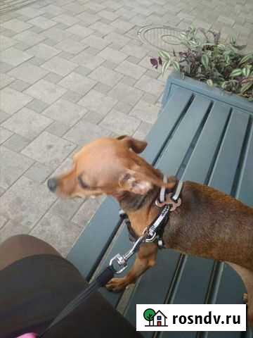 Выгульщик собак Краснодар - изображение 1