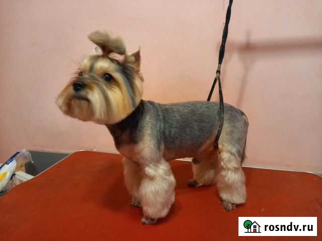 Груминг в Крыму(Симферополь) Симоненко - изображение 1